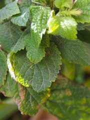Stachytarpheta frantzii