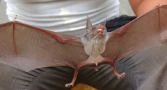 Pteronotus mesoamericanus