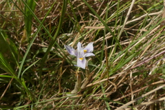 Moraea fergusoniae