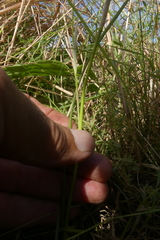 Moraea fergusoniae