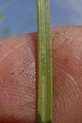 Moraea fergusoniae