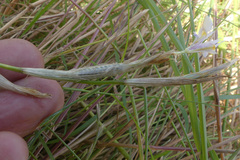 Moraea fergusoniae
