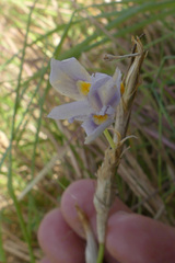 Moraea fergusoniae