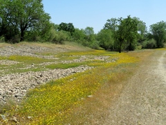 Leontodon saxatilis saxatilis