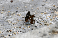 Limenitis helmanni