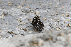 Limenitis helmanni