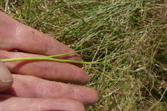 Moraea fergusoniae