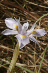 Moraea fergusoniae