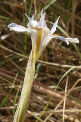 Moraea fergusoniae