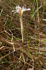 Moraea fergusoniae