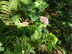 Hylotelephium telephium fabaria