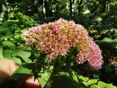 Hylotelephium telephium fabaria