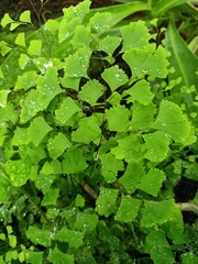 Adiantum capillus-veneris