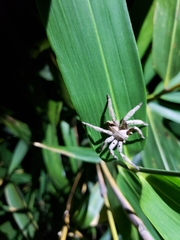 Heteropoda pingtungensis