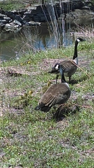Branta canadensis