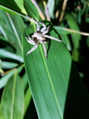 Heteropoda pingtungensis
