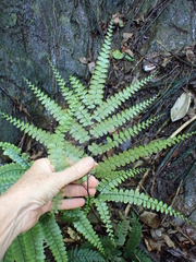 Adiantum pyramidale