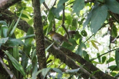 Chlorospingus flavigularis