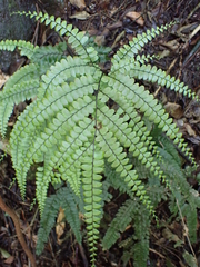 Adiantum pyramidale