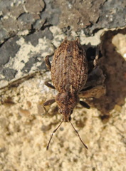 Elytrodon bidentatus