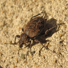 Elytrodon bidentatus