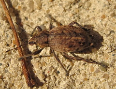 Elytrodon bidentatus
