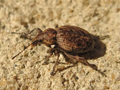 Elytrodon bidentatus
