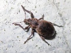 Elytrodon bidentatus