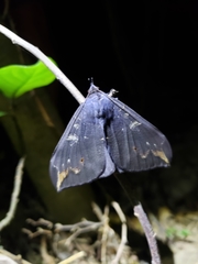 Ischyja ferrifracta