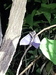 Ischyja ferrifracta