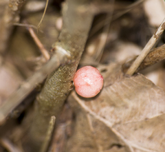 Trigonaspis megaptera