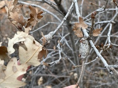 Callirhytis frequens