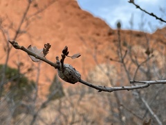 Callirhytis frequens