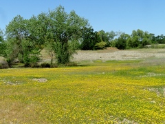 Leontodon saxatilis saxatilis