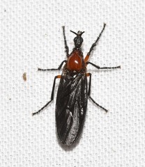 Dilophus serotinus