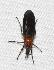 Dilophus serotinus