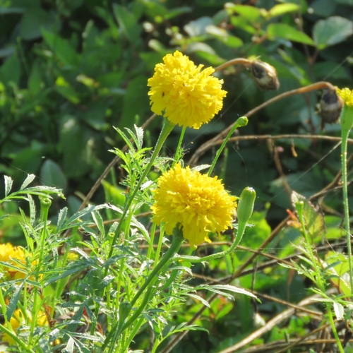 Cempasúchil (Tagetes erecta)