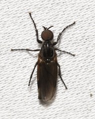 Dilophus serotinus