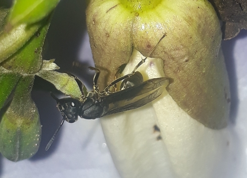 Polybia ignobilis