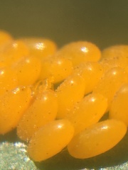 Plagiodera erythroptera