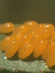 Plagiodera erythroptera