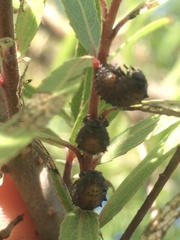 Plagiodera erythroptera