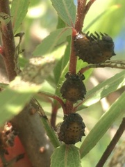 Plagiodera erythroptera