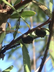 Plagiodera erythroptera
