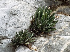 Agave victoriae-reginae