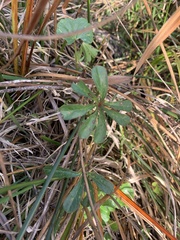 Sidalcea calycosa rhizomata