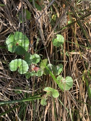Sidalcea calycosa rhizomata
