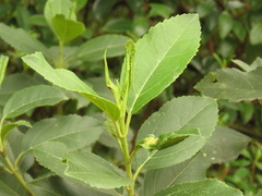 Ageratina tinifolia