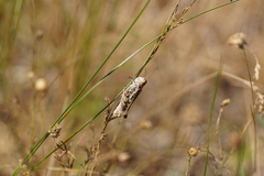 Dociostaurus brevicollis
