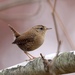 Winter Wren - Photo no rights reserved, uploaded by Andy Wilson